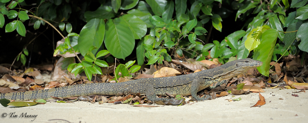 Monitor Lizard